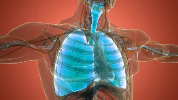 Human Respiratory System Lungs Anatomy — Stock Photo, Image