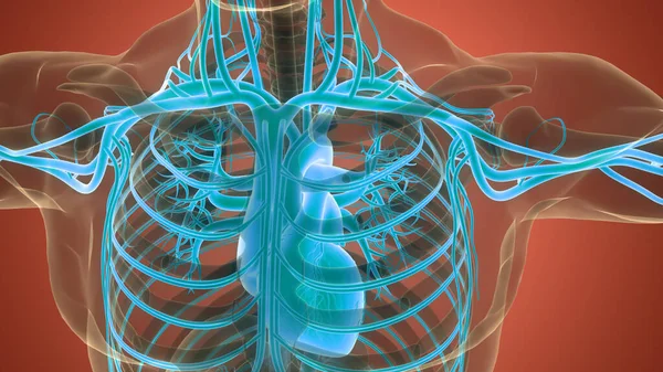 Ludzki Układ Krążenia Anatomia Serca — Zdjęcie stockowe