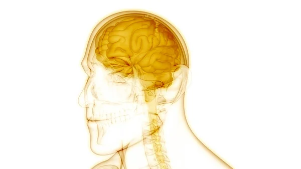 Zentralorgan Des Menschlichen Nervensystems Gehirnanatomie — Stockfoto