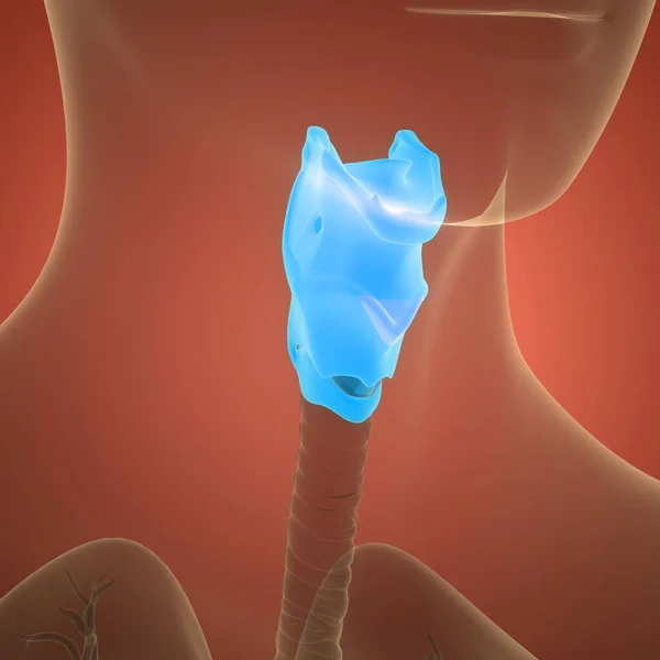 Human Respiratory System Larynx and Pharynx Anatomy. 3D