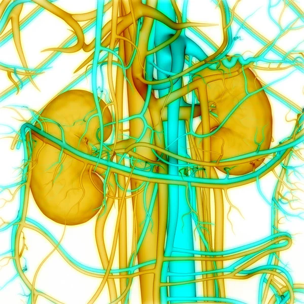 Anatomía Renal Del Sistema Urinario Humano — Foto de Stock