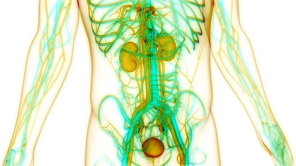 Emberi Húgyúti Vesék Húgyhólyag Anatómiával — Stock Fotó
