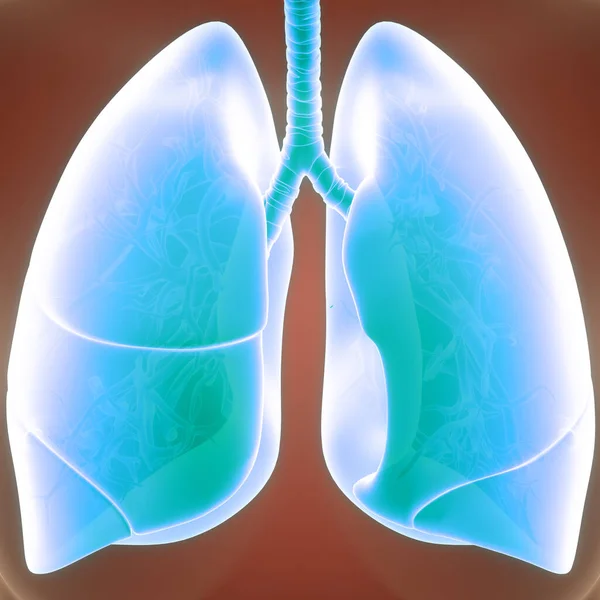 인간의 Human Respiratory System Lungs Anatomy — 스톡 사진