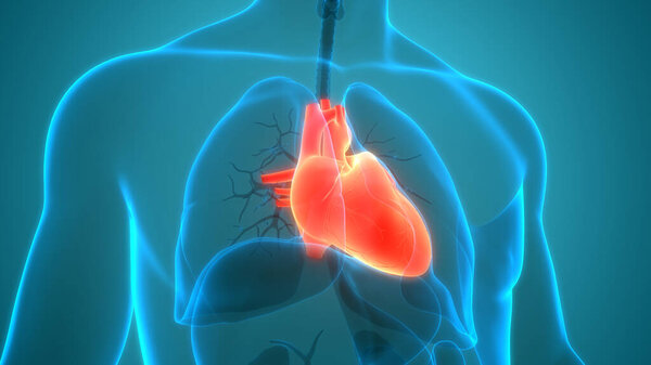 Human Circulatory System Heart Anatomy. 3D