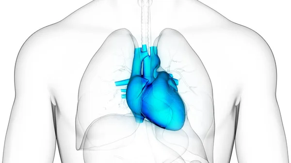 Anatomia Cardiaca Del Sistema Circolatorio Umano — Foto Stock