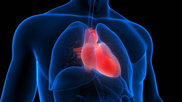 Human Circulatory System Heart Anatomy. 3D