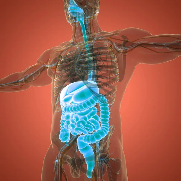 Anatomie Des Menschlichen Verdauungssystems — Stockfoto