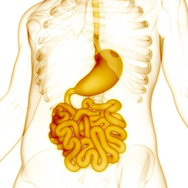 Estômago Sistema Digestivo Humano Com Pequena Anatomia Intestinal — Fotografia de Stock