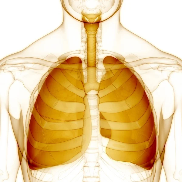 Anatomie Plic Lidského Dýchacího Ústrojí — Stock fotografie
