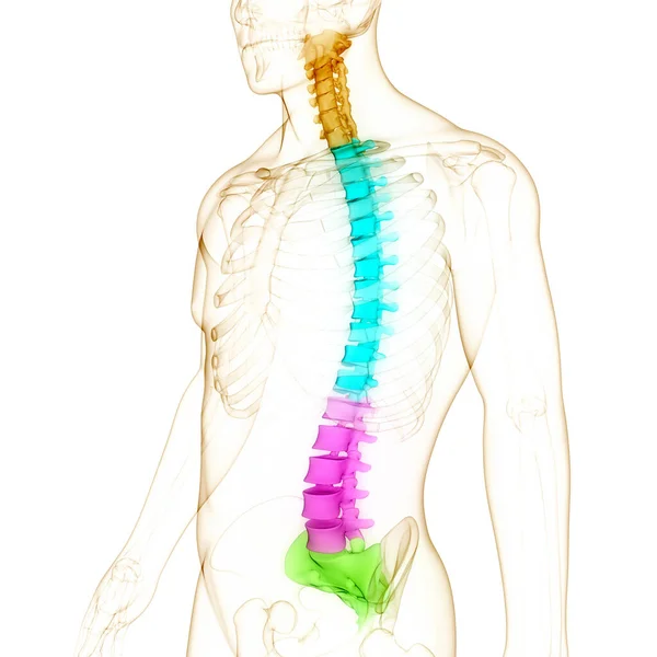 Kręgosłup Kręgosłupa Kręgosłupa Ludzkiej Anatomii Układu Szkieletowego — Zdjęcie stockowe