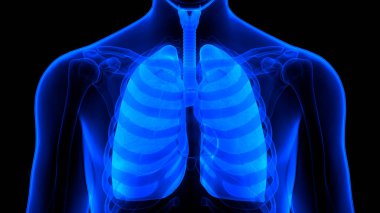 İnsan Solunum Sistemi Akciğerleri Anatomisi. Üç Boyut