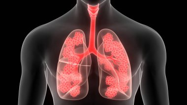 İnsan Solunum Sistemi Akciğerleri Anatomisi. Üç Boyut