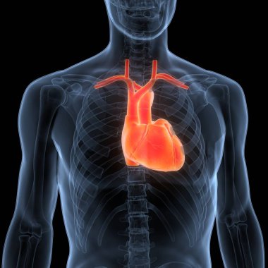 İnsan Dolaşım Sistemi Kalp Anatomisi. Üç Boyut