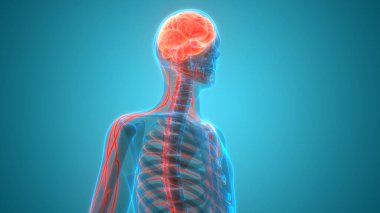 İnsan Sinir Sistemi Beyin Anatomisi Merkezi Organı. Üç Boyut