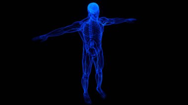 İnsan Sinir Sistemi Beyin Anatomisi Merkezi Organı. Üç Boyut