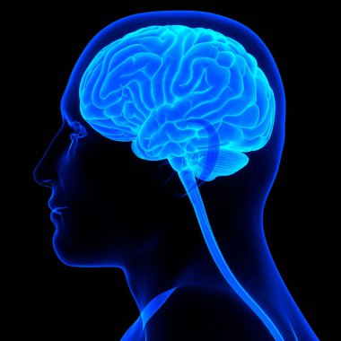 İnsan Sinir Sistemi Beyin Anatomisi Merkezi Organı. Üç Boyut