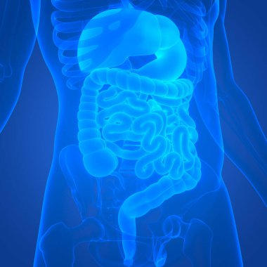 İnsan Sindirim Sistemi Geniş ve İnce Bağırsak Anatomisi. Üç Boyut