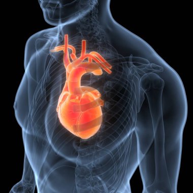 İnsan Dolaşım Sistemi Kalp Anatomisi. Üç Boyut