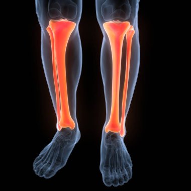İnsan iskeleti kaval kemiği ve Fibula kemik eklemleri anatomisi. Üç Boyut