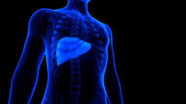 Karaciğer anatomisi. Üç Boyut