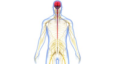 İnsan Sinir Sistemi Beyin Anatomisi Merkezi Organı. Üç Boyut