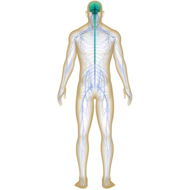İnsan Sinir Sistemi Beyin Anatomisi Merkezi Organı. Üç Boyut