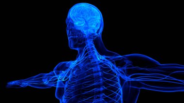 İnsan Sinir Sistemi Beyin Anatomisi Merkezi Organı. Üç Boyut