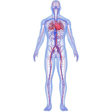 İnsan Dolaşım Sistemi Kalp Anatomisi. Üç Boyut