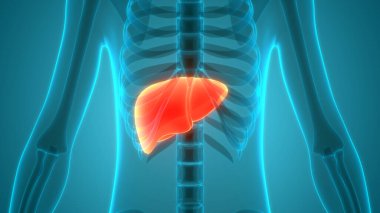 Karaciğer anatomisi. Üç Boyut