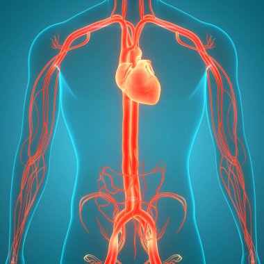 İnsan Dolaşım Sistemi Kalp Anatomisi. Üç Boyut