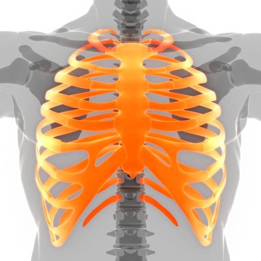 İnsan iskeleti göğüs kafesi eklemi anatomisi. Üç Boyut