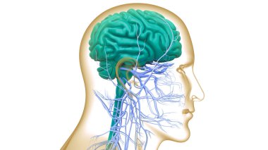 İnsan Sinir Sistemi Beyin Anatomisi Merkezi Organı. Üç Boyut
