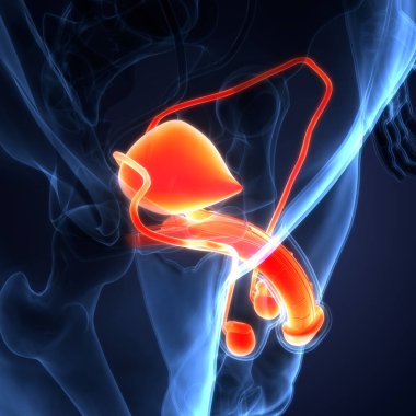 Erkek Üreme Sistemi Anatomisi. Üç Boyut