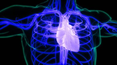 İnsan Dolaşım Sistemi Kalp Anatomisi. Üç Boyut