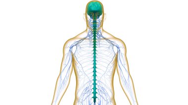 İnsan Sinir Sistemi Beyin Anatomisi Merkezi Organı. Üç Boyut