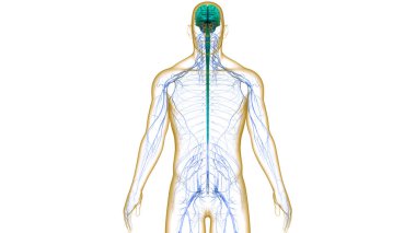 İnsan Sinir Sistemi Beyin Anatomisi Merkezi Organı. Üç Boyut