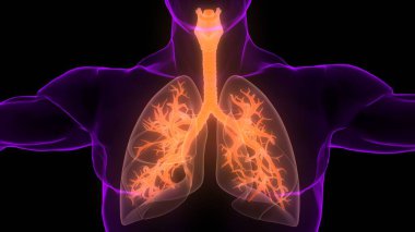 İnsan Solunum Sistemi Akciğerleri Anatomisi. Üç Boyut