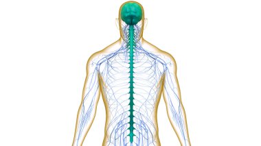 İnsan Sinir Sistemi Beyin Anatomisi Merkezi Organı. Üç Boyut