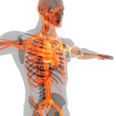 İnsan Dolaşım Sistemi Kalp Anatomisi. Üç Boyut