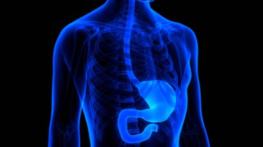 İnsan sindirim sistemi mide anatomisi. Üç Boyut