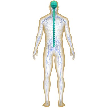 İnsan Sinir Sistemi Beyin Anatomisi Merkezi Organı. Üç Boyut