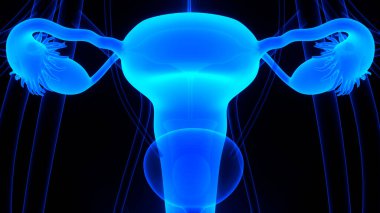 Sinir sistemi anatomisi olan kadın üreme sistemi. Üç Boyut