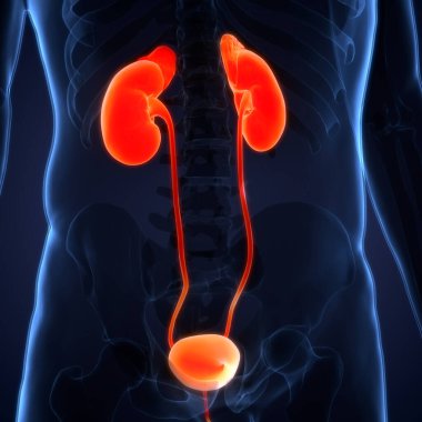 İnsan İdrar Sistemi Böbrekleri Anatomisi. Üç Boyut