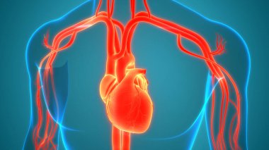 İnsan Dolaşım Sistemi Kalp Anatomisi. Üç Boyut