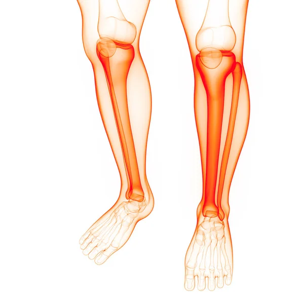 Human Skeleton System Tibia Fibula Bone Joints Anatomy — стокове фото