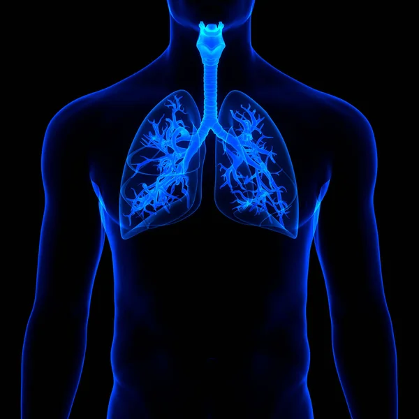 Human Respiratory System Lungs Anatomy — стокове фото