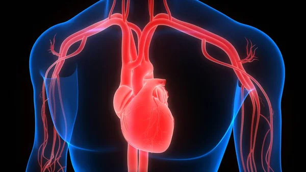 Anatomia Cardiaca Del Sistema Circolatorio Umano — Foto Stock