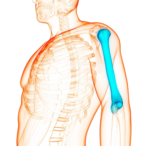 Human Skeleton System Humerus Bone Joints Anatomy — Stock Photo, Image