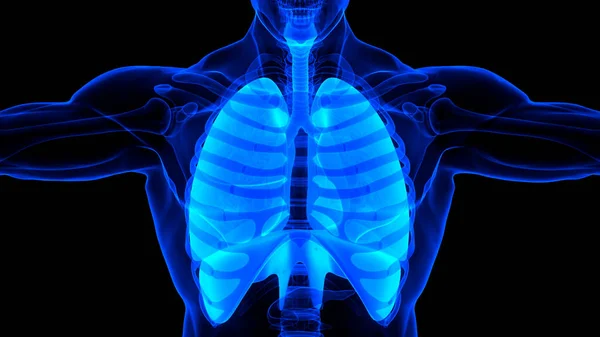 Anatomie Pulmonaire Système Respiratoire Humain — Photo