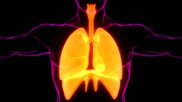 Anatomie Pulmonaire Système Respiratoire Humain — Photo